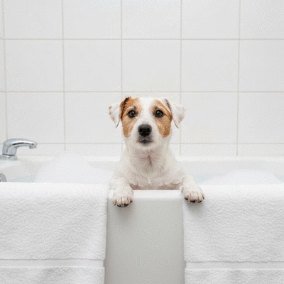 Happy dog enjoying a bath at a professional grooming salon, clean and bright environment