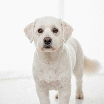A happy, well-groomed senior dog looking alert and comfortable, white background, no text, no words, no typography