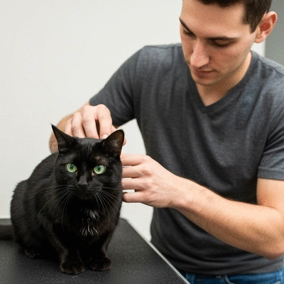 Groomer gently brushing a cat's fur, close-up, soft natural light