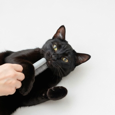 A cat being gently brushed by a person's hand, showing a calm and happy cat, clean background, no text, no words, no typography, no labels, clean image