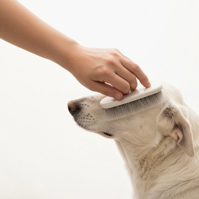 A gentle hand brushing a senior dog's soft fur, white background, no text, no words, no typography